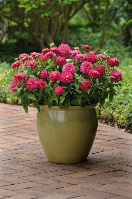 Container Flower Gardening, Container Gardening Flowers Combinations, Zinnias In Containers, Potted Flowers For Patio, Filler Plants, Herb Container, Flower In Pot, Zinnia Garden, Flower Containers