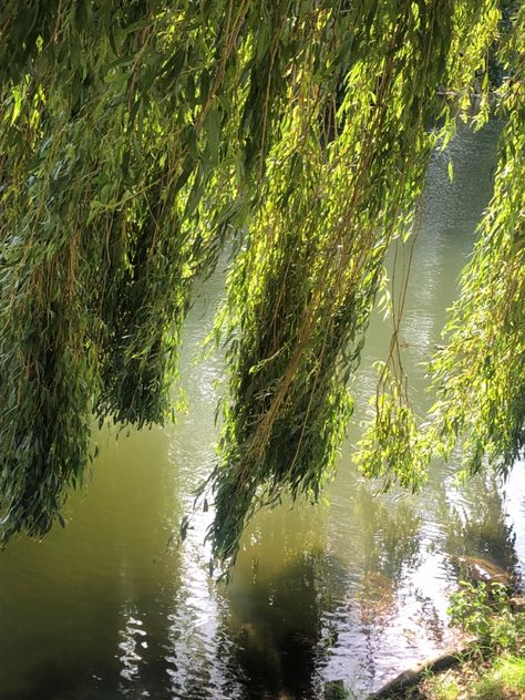 Max Fischer, Green Witch Aesthetic, Fae Aesthetic, Dreamy Photography, Mystical Forest, Holiday Places, Weeping Willow, Beautiful Bugs, Earth Elements