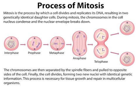 Vector gratuito proceso de las fases de ... | Free Vector #Freepik #freevector #mitosis #membrana-celular #membrana #cromosoma Mitosis Phases, The Cell, Biology, Graphic Resources, Vector Free, Science, Quick Saves