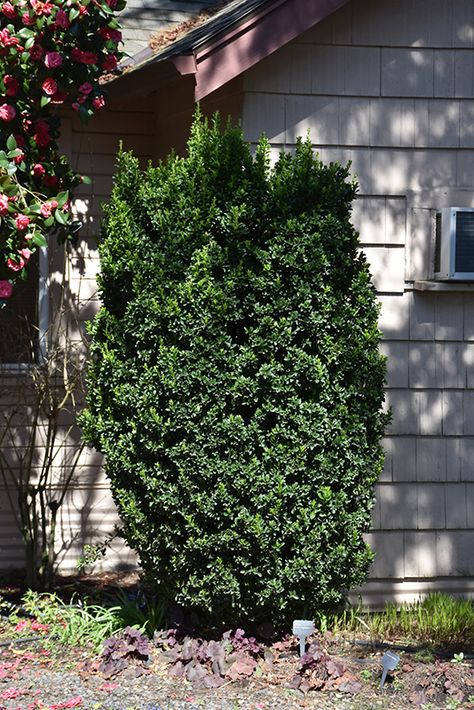 Green Spire Euonymus (Euonymus japonicus 'Green Spire') at Marcum's Nursery Green Spire Euonymus Hedge, Euonymus Green Spire, Euonymus Japonicus Green Spire, Green Spire Euonymus, Spindle Tree, Euonymus Japonicus, Weeds In Lawn, Growing Greens, Tree Nursery