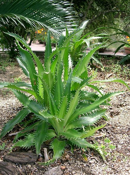 Photo #4967 | Eryngium agavifolium..agave leaved sea holly Holly Plant, Broadleaf Evergreen, Sea Holly, Gravel Garden, Wildlife Gardening, Wildflower Garden, Sustainable Garden, Hardy Perennials, Agaves