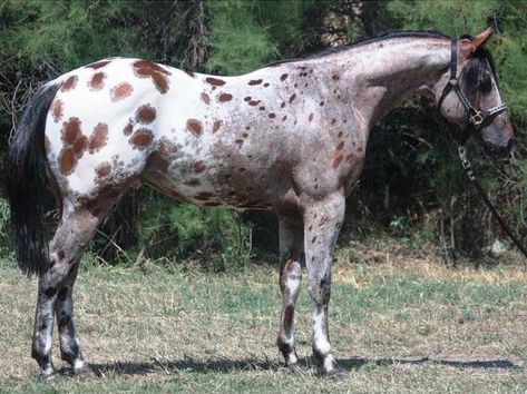 Roan Appaloosa, Horse Appaloosa, Leopard Appaloosa, Horse Markings, Pinto Horse, American Saddlebred, Appaloosa Horse, Horse Inspiration, Appaloosa Horses