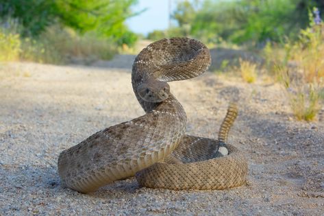 https://flic.kr/p/2k4D9sW | Western Diamondback rattlesnake | I came across this fairly large Western Diamondback rattlesnake crossing a dirt road in southern Arizona. The Western Diamondback rattlesnake is one of the most common snakes here in southern Arizona. Western Diamondback Rattlesnake, Diamondback Rattlesnake, North American Animals, Types Of Snake, Southern Arizona, Snake Venom, Snake Art, Dirt Road, Animal Planet