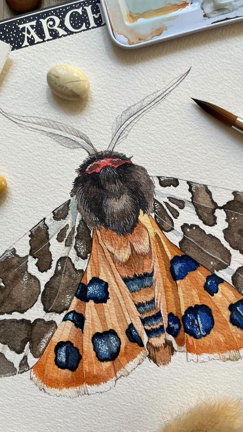 Watercolor process on the tiger moth - Arctia caja ✨ Brushes: @borcianiebonazzi Paper: @archespapers Watercolors: @winsorandnewton and… | Instagram Moth Colored Pencil Drawing, Insects Watercolor Painting, Wildlife Illustration Animals, Insect Watercolor Painting, Moth Watercolor Painting, Watercolor And Acrylic Painting, Moths Watercolor, Moth Drawings, Watercolor Bugs