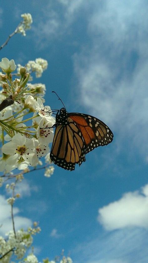 Picture Of A Butterfly, Summer Homescreen, Butterflies Aesthetic, Photo Challenges, Beautiful Butterfly Photography, Monarch Butterflies, Butterfly Photos, Butterfly Pictures, Cute Wallpaper For Phone