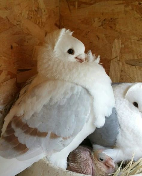 Owl Pigeon, Pigeon Reference, Beautiful Pigeons, Pigeon Aesthetic, Fluffy Pigeon, German Owl Pigeon, Pigeon Pet, Jacobin Pigeon, Pretty Pigeon