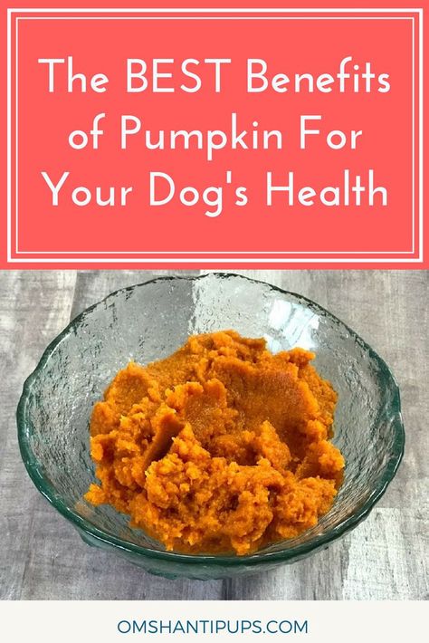 Adding pumpkin to your dog’s food is a great way to boost your dog’s nutrition, and it provides a whole host of benefits! Read on to see why pumpkin is so good for dogs to eat! Can Dogs Eat Pumpkin, Cat Nutrition, Om Shanti, Diy Dog Treats, Dog Nutrition, Dog Diet, Healthy Dog Food Recipes, Animal Nutrition, Nutrition Guide