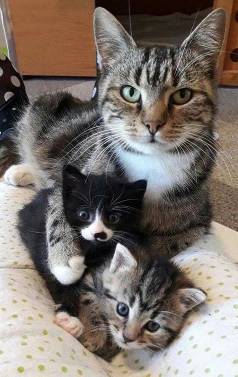 Mom Cats And Kittens, Mom Cat With Kittens, Cat With Kittens Mother, Kittens With Mom, Mom Cat And Kitten, Mother Cat And Kittens, Mother Cat, Lovely Family, Cute Cats Photos