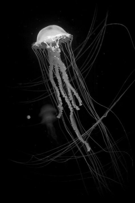 Ocean Healing, Jellyfish Aesthetic, Jellyfish Photography, Jennifer Miller, Life Under The Sea, Jellyfish Art, Black Paper Drawing, Female Armor, Space Photography