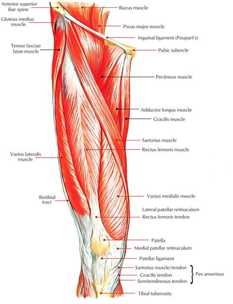 Thigh Muscle Anatomy, Leg Muscles Diagram, Leg Muscles Anatomy, Vastus Medialis, Lower Limb Muscles, Rectus Femoris, Muscle Diagram, Easy Notes, Lower Leg Muscles