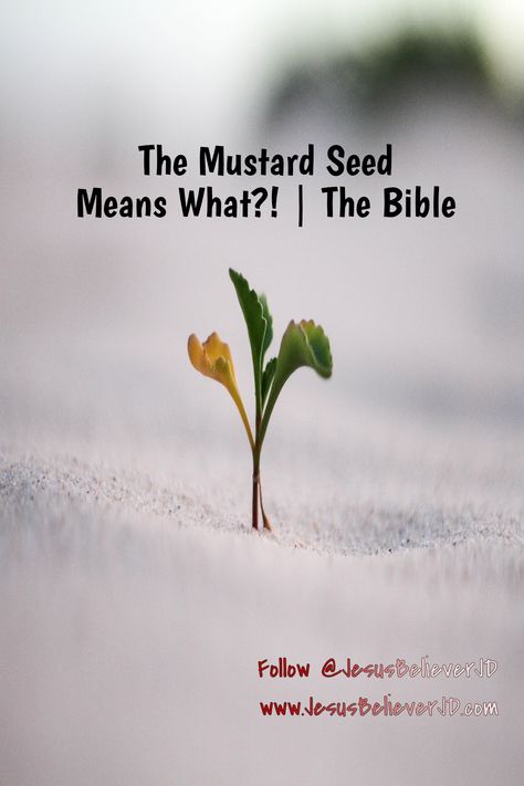 Mustard Seed Parable, Jesus Verses, Bible Parables, Scripture Inspiration, Revelation Bible Study, Revelation Bible, Bible Questions, Jesus Christ Quotes, God Bible