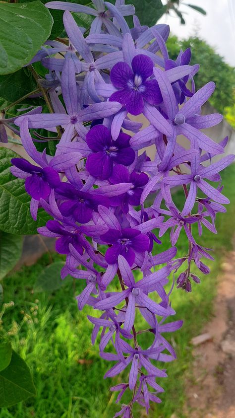 Petrea Vine Sandpaper vine or Petrea flowering plant is native plant to Mexico and  America and  introduced to Sri Lanka for ornamentation. Leaves of the plant are rough as sandpaper so called sand paper vine and flowers are  blue to purple in colors, compound raceme  drops to bottom and flowers (sepals) are become various color when it does mature. Sandpaper Vine Plant, Sand Paper Vine Plant, Petrea Vine, Vine Flowers, Sand Paper, Native Plants, Beautiful Gardens, Gardening Tips, Sri Lanka