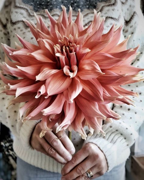 Dahlia, Fall Wreath, Flowers, Floral, On Instagram, Instagram