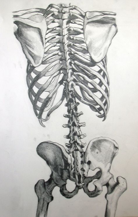 . Skeleton From The Back, Skeleton From Behind, Skeleton Back View, Draw A Skeleton, Skeleton Reference, Draw Clothing, Skeleton Back, Bone Drawing, Life Drawing Classes