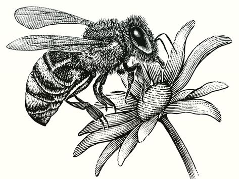 Honey Bee woodcut illustration by Steven Noble on Dribbble Honey Bee Drawing, Bee Sketch, Steven Noble, Mangas Tattoo, Honeybee Art, Bumble Bee Tattoo, Bumble Bee Art, Woodcut Illustration, Bee Artwork