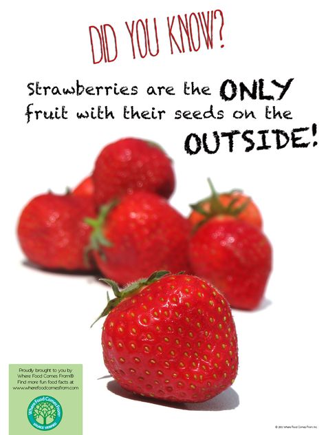 Fun Fact About Strawberries! More at www.wherefoodcomesfrom.com Strawberry Facts, Smoothie Hacks, Magazine Content, Food Poster Design, Food Info, Food Facts, Smoothie Recipe, Mixed Berries, Food Poster