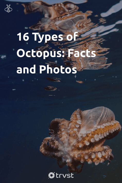 "16 Types of Octopus: Facts and Photos"- Enter the world of octopuses and get insight into several octopus species. Let's explore the characteristics, habitats, behaviors, and various... #trvst #animals #biodiversity #animal #explore #animallovers #natural #geology #bethechange #wildlife #forscience #nature #socialchange Different Types Of Octopus, Real Octopus Pictures, Types Of Octopus, Octopus Facts, Mimic Octopus, Common Octopus, Coconut Octopus, Octopus Species, Blanket Octopus