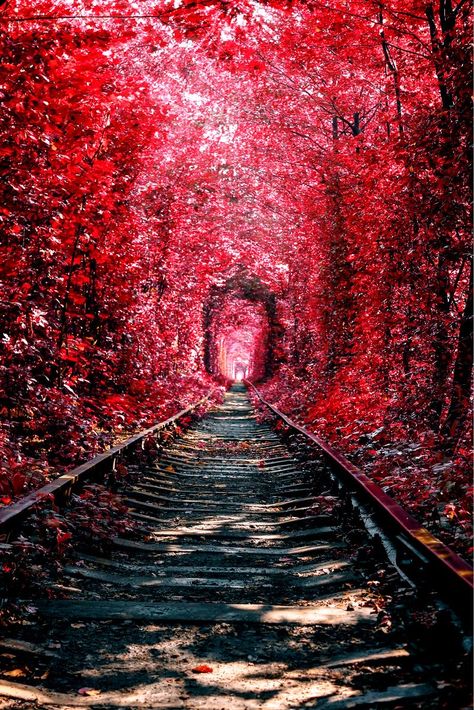 Autumn in 'Tunnel of love', Klevan, Ukraine. Tunnel Of Love Ukraine, Mustang Wallpaper, Wisteria Tree, Tunnel Of Love, City Aesthetic, Autumn Photography, The Train, Places Around The World, Nature Photos