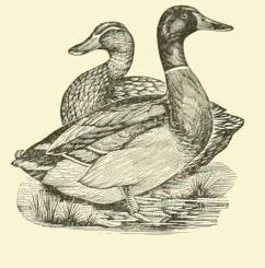 Rouen Ducks, Rouen Duck, Ducks Painting, Drawing Borders, Muscovy Duck, Duck Illustration, Duck Drawing, Vintage Duck, Embroidery Transfers