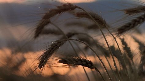 SHOTDECK :: Browse Shots Days Of Heaven, New Wave Cinema, Terrence Malick, Brooke Adams, Texas Panhandle, Two Lovers, Cinema Photography, Film Images, Film History