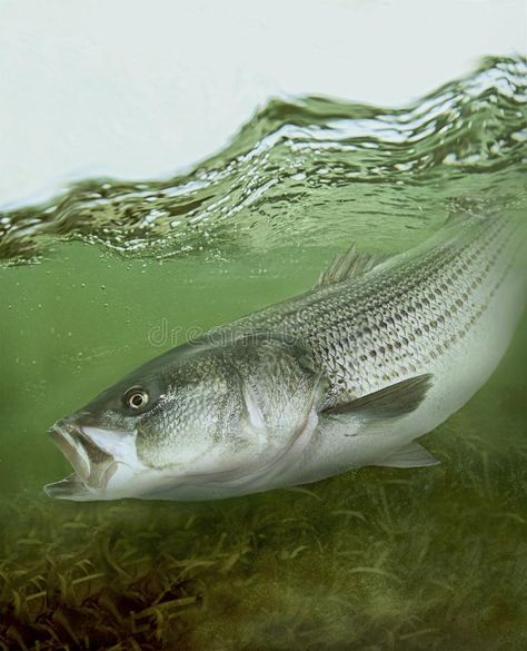 Striped bass striper saltwater fish. Striped bass are native to the Atlantic coa #Sponsored , #Advertisement, #AD, #bass, #saltwater, #Atlantic, #striper Fishing Background, Striper Fish, Crabby Patty, Striped Bass Fishing, St Lawrence River, Paint Inspo, Bass Fish, Saltwater Fish, Fish Stock