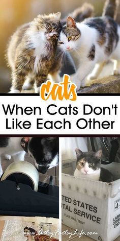 Cat Lover Crafts, How To Get Cats To Get Along, Cats Destroying Things, Cat Life Hacks, First Time Cat Owner, Cat Communication, Diy Cat Toys, Cat Plants, Older Cats