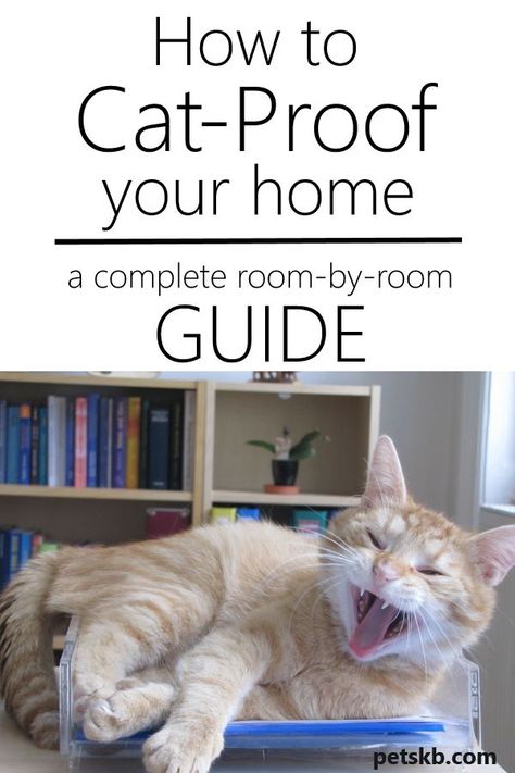 Cat Proof Room, How To Care For Kittens, Kitten Checklist, Cat Guide, Senior Cat Care, Cat Ownership, Cat Tips, How To Cat, Hate Cats