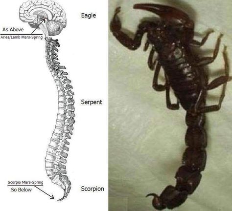 The constellation Scorpio also represents the sacral region and sexual organs in the occult anatomy of man / medical astrology Occult Anatomy, Constellation Scorpio, Inca Tattoo, Medical Astrology, American Indian Tattoos, Human Spine, Land Animals, Human Organ, Norse Symbols