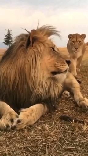 #leão #animal #natureza [Video] in 2022 | Cute wild animals, Lions, Cute animals Lion King Theatre, Lion King Video, African Animals Photography, Lion Walking, Aesthetic Animals, Animal Anime, Strongest Animal, Cat Anatomy, King Lion