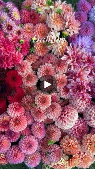 Growing Dahlias, Companion Plants, One Flower, Cottage Garden Plants, Flower Farmer, Gardening Flowers, English Cottage Garden, New Farm, My Past