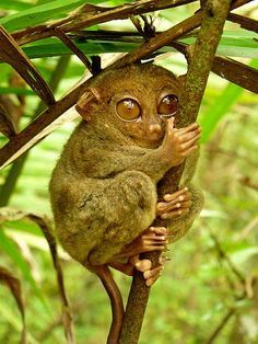 Tropical Rain Forest,Mamals Philippine Tarsier, Leyte, Bohol, Endangered Animals, Animal Species, Primates, Endangered Species, Animal Kingdom, Small Pets