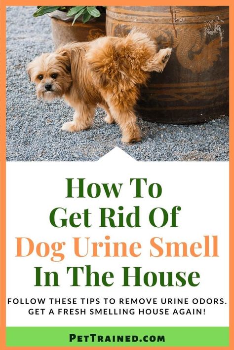 Diy Pet Odor Remover Urine Smells, How To Get Rid Of Dog Pee Smell In House, How To Get Dog Pee Smell Out Of House, Get Rid Of Dog Pee Smell, How To Get Dog Urine Smell Out Of Carpet, How To Get Rid Of Dog Urine Smell, Dog Urine Smell Out Of Carpet, Dog Pee Smell Out Of Carpet, Dog Urine Odor Remover