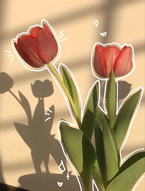 Aesthetic Tulip Wallpaper, Cute Tulips Wallpaper, Pink Tulips Aesthetic, Tulips Aesthetic Wallpaper, Flowers Aesthetic Tulips, Aesthetic Dp For Whatsapp, Tulips Wallpaper Aesthetic, Pink Tulips Wallpaper Aesthetic, Tulips Flowers Aesthetic