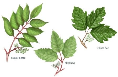 Poison Ivy Plant, Types Of Ivy, Poison Ivy Pictures, Poison Ivy Plants, Poison Sumac, Poison Ivy Remedies, Nature Printables, Low Growing Shrubs, Ivy Plant