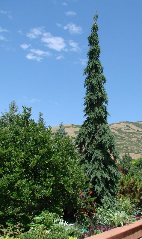 Evergreen elegance: weeping white spruce | Plant Select Weeping White Spruce, Picea Glauca, Food Forest Garden, Hydrangea Landscaping, Conifers Garden, Small Yard Landscaping, White Spruce, Landscaping Trees, Columnar Trees