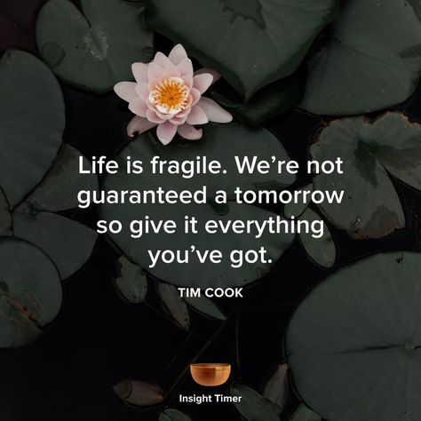 Insight Timer on Instagram: “Life is fragile. We're note guaranteed a tomorrow so give it everythign you've got.” Life Is Fragile Quotes, Fragile Quotes, Life Is Fragile, Insight Timer, Instagram Life, Positive Vibes, Life Is, Quotes, On Instagram