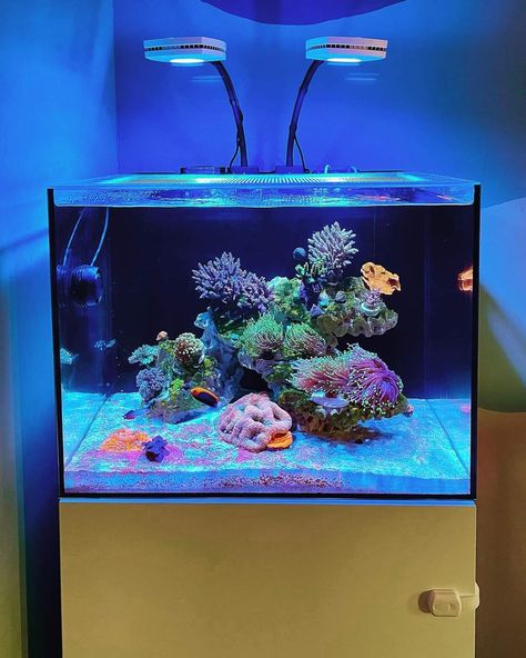 Reef Tank Ideas, Guppy Tank Ideas, Clownfish Tank, Fish Aquarium Ideas, Reef Aquascaping, Reef Tank Aquascaping, Nano Reef Tank, Marine Fish Tanks, Fish Tank Themes