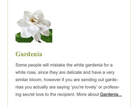 Gardenia Flower Meaning, Gardenia Meaning, Mom Flowers, Gardenia Flower, White Gardenia, Flower Meanings, Language Of Flowers, Secret Love, White Roses