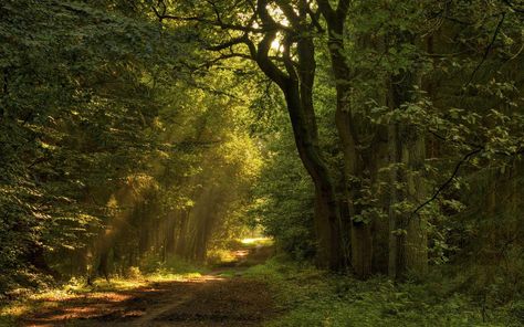 #SunKuWriter #Portugal Web http://appearoo.com/SunKuWriter Free Books Áudio/PDF 85 Languages >>> http://Sun-Ku.com <<< Nature Desktop, Green Fig, Ipad Background, Forest Wallpaper, More Wallpaper, Beautiful Nature Wallpaper, Tree Leaves, Landscape Artist, High Quality Wallpapers