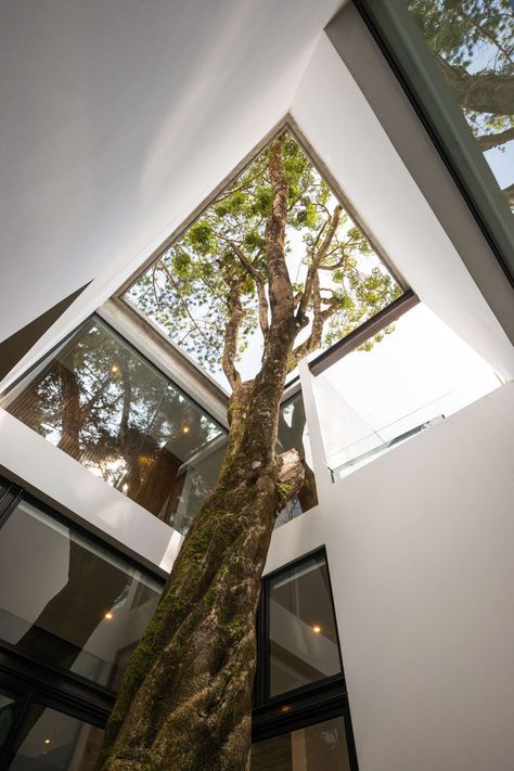 The architects designed this modern house around a tree that was original to the site. #Architecture #LightWell #Trees Modern Concrete Home, Tree Interior, Concrete Houses, Concrete Home, Architecture Magazines, Concrete House, Patio Interior, Interior Garden, Contemporary Interior Design