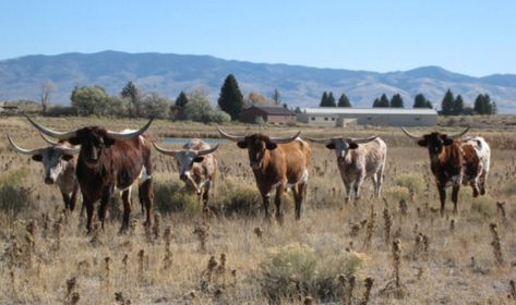 Best Place To Live, Best Places To Retire, Wyoming State, No Place Like Home, Place To Live, U.s. States, Best Places To Live, Rural Area, Road Trip Usa