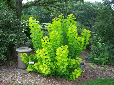 Cotinus - Golden Spirit Smoke Bush. Fantastic contrast plant - looks great paired with purple-blue flowers like May Night Salvia. Bright Green Plants Outdoor, May Night Salvia, Cotinus Coggygria, Green Chartreuse, Perennial Shrubs, Garden Shrubs, Plant Combinations, Foliage Plants, Garden Trees