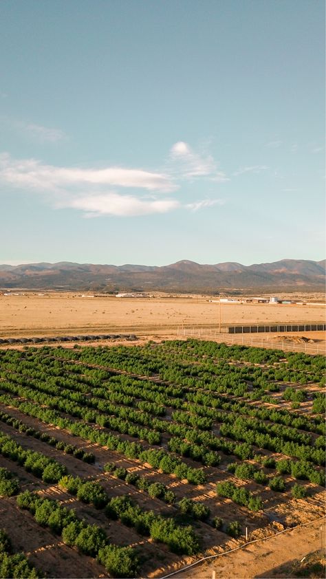 Hemp Farm, Gorgeous Plants, Blue Truck, Green Queen, Almost Ready, Cbd Hemp, Farmer, This Is Us, United States