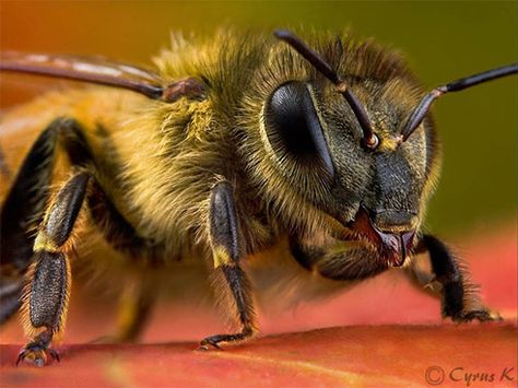 Bee close-up Bee Face, Macro Fotografie, Macro Photography Insects, Foto Macro, I Love Bees, Bees And Wasps, Bee Friendly, Bee Tattoo, Beautiful Bugs