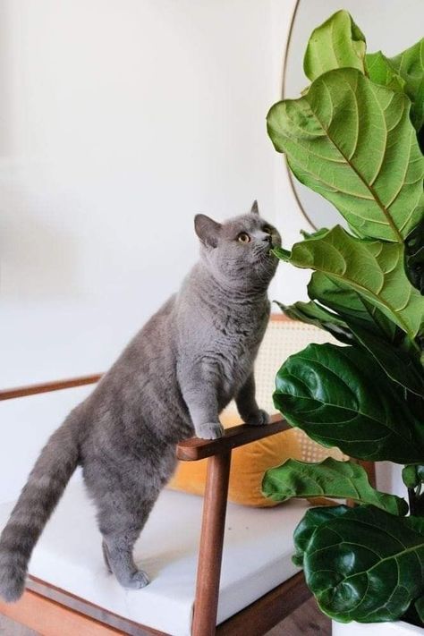 Cat With Plants, Leaf Aesthetic, Pet Friendly House Plants, Cat Therapy, Cat Inspiration, Best Plants For Bedroom, Green Aesthetics, Therapy Cat, Persian Cats