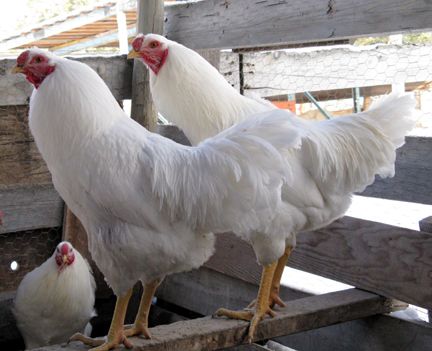 Breed Savers: The Chantecler - Canada's Chicken Breed Chantecler Chickens, Heritage Breed Chickens, Breed Chickens, Heritage Chicken Breeds, Pigeon Loft Design, Button Quail, Brahma Chicken, Meat Birds, Chicken Pictures