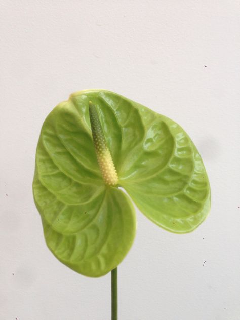 Green Anthurium Concept Chair, Green Anthurium, Oaxaca Wedding, Wedding Planning Notebook, Bridgerton Wedding, Somerset House, Silky Smooth Hair, Plant Photography, Rose Scented Products