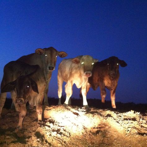 Our calf at night! Love their eyes. Calf Reference, Cows At Night, Cow Tipping, Night Poem, Western Gothic, Night Rider, Senior Thesis, Night Love, Luxury Lifestyle Dreams