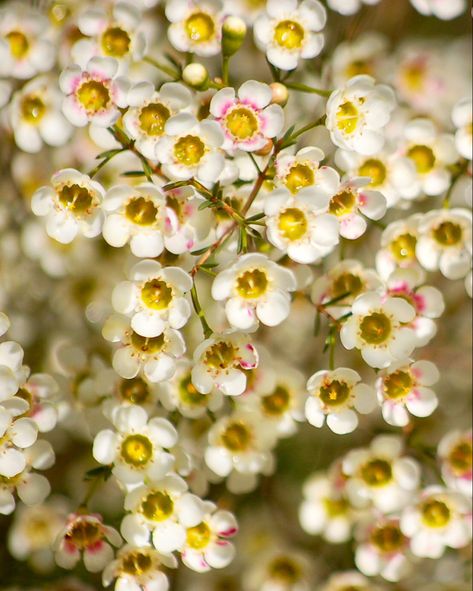 Geraldton Wax Flower, Wax Flower, Flowers Australia, Flower Identification, Floral Design Classes, Flax Flowers, List Of Flowers, Paper Vase, Flower Guide