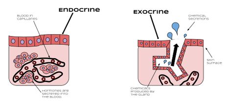 File:Endocrine vs. Exocrine.svg Exocrine Gland, Igcse Biology, Endocrine Glands, Glial Cells, Medical Dictionary, Human Liver, Salivary Gland, Mammary Gland, Pituitary Gland